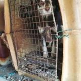 犬虐待疑いで書類送検、茨城 ボランティア訪問で発覚