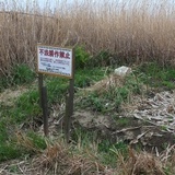 外国人が多摩川を不法占拠？無法地帯と化す“闇畑”に潜入してみた