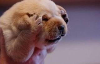 風俗嬢の写メ：コメント3443