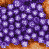 ノロウイルス ドアノブやスマートフォンを介して感染することも…星つきレストランでも感染