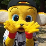 阪神も現金やり取り、四藤球団社長、数年前から「ノック罰金や円陣も」