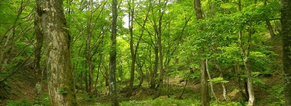 「明石家サンタ」で重すぎて笑えないと話題になった「失踪話」に新たな展開:コメント1