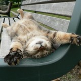 よく行くファミレスやファストフード店