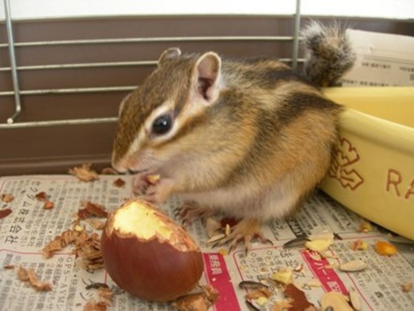 この絵を見てどうおもう?：コメント1