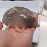 これが「海の豚」か！　見た目が不思議すぎる深海生物「センジュナマコ」がすごいインパクト