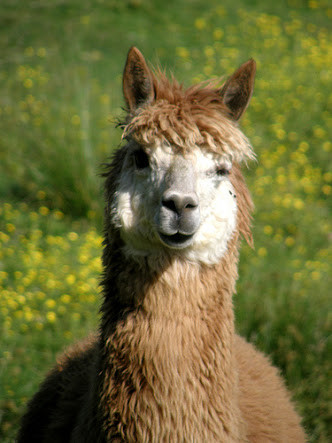 é éãªãããæ±è§ãã­ã³æ°ãçåã«æ¹å¤ãããããããµããããããªã¨ãã£ã¦ãããã«ãï¼ã³ã¡ã³ã26