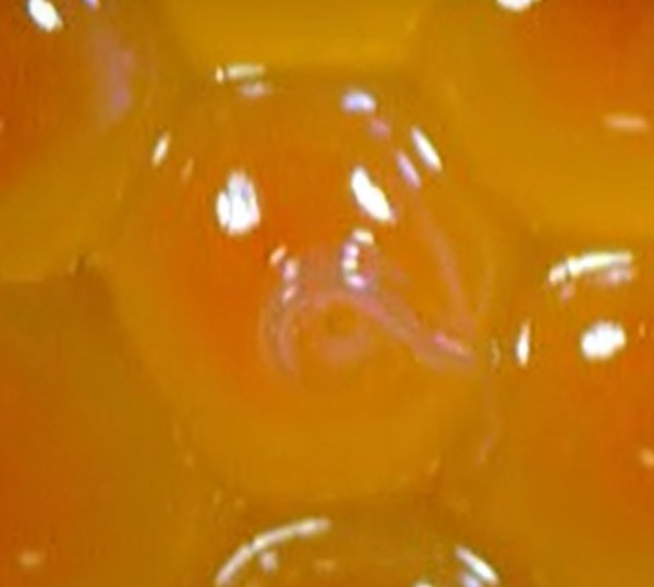 åºå¸æºæ¥ãèã®ä¸­ã«ï¼å¹ãã®ã¢ããµã­ã¹ãèã®ä¸­è¡ã ãããå»èãé©ãï¼ã³ã¡ã³ã23