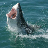 AV女優がサメに襲われる