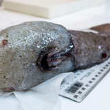 豪東部沖の深海で「顔のない魚」採取、1873年に1度だけ記録