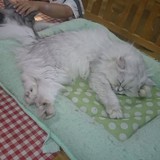 日本の女性だけ国際結婚率が低いのは何故ですか？