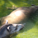 もうすぐ2学期が始まる9月1日　上野動物園らが学校に行きたくない人に逃げのススメ
