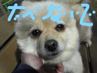 犬食い…韓国：コメント61