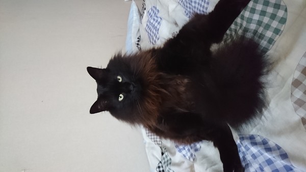 ã¿ããªã®ãããèªæ¢(*^-^*)ï¼ã³ã¡ã³ã43