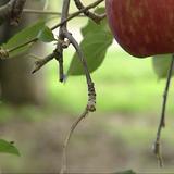 リンゴ約800個盗まれる「最後の最後に持っていくなんて…」