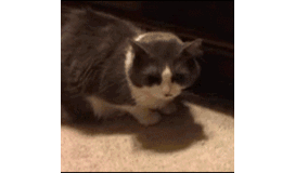 夜ちゃん民に質問