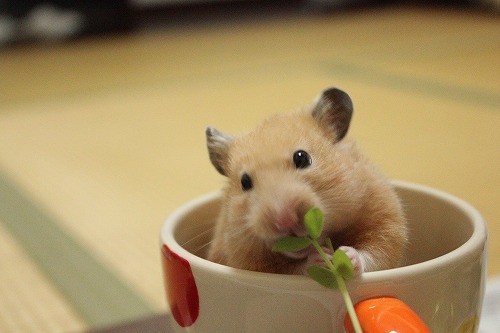 一人暮らしの食費1か月3万円って高い？「2万で済む」「健康に生きたいなら最低ライン」論争は続く：コメント115