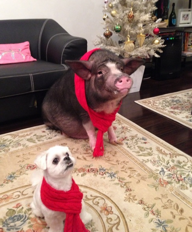 前園真聖、家庭では「奥さんが司令塔」 新婚生活語る:コメント2