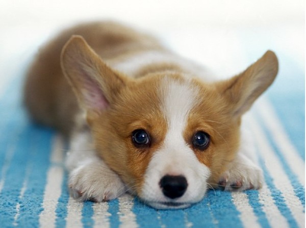 韓国で隣家のコーギー犬を飼い主に食べさせようとした男、英メディアが怒りの報道:コメント10