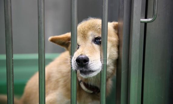 【犬・猫】年間あたりの殺処分数の現状とはいったい…ï¼ã³ã¡ã³ã44