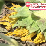 ヒマワリ120本踏み倒され…花火大会の見物客か？