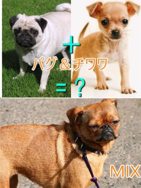 ウケた画像w：コメント944