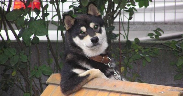 ウケた画像w：コメント930