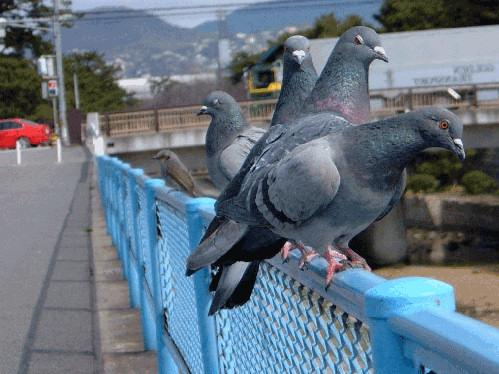 ウケた画像w：コメント1952