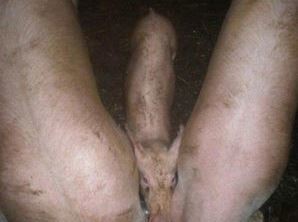 ウケた画像w：コメント2283