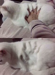 ウケた画像w：コメント2082