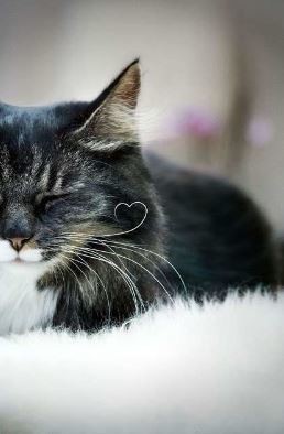 ウケた画像w：コメント2173