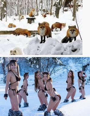 ウケた画像w：コメント2241