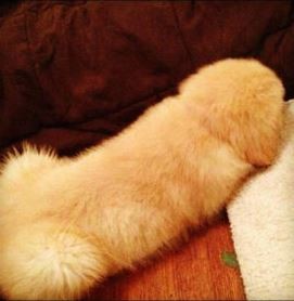 ウケた画像w：コメント2274