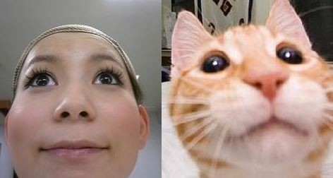 ウケた画像w：コメント2092