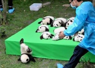 ウケた画像w：コメント2155