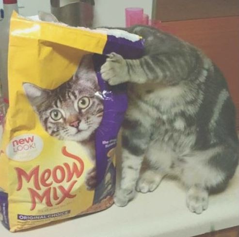 ウケた画像w：コメント2038