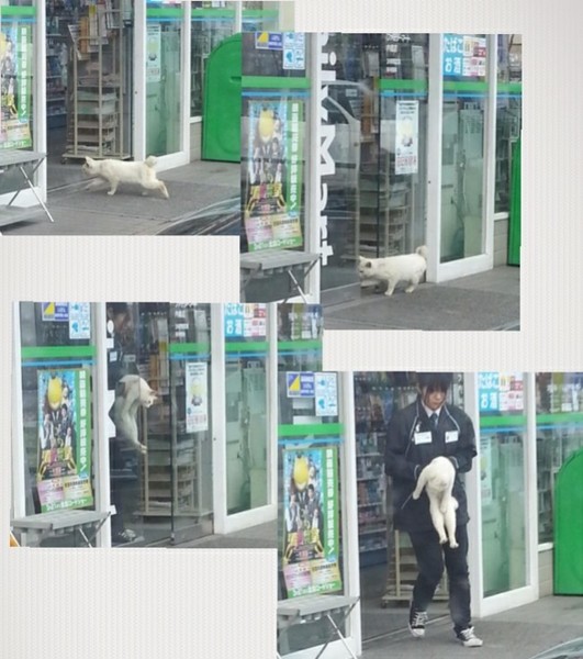 ウケた画像w：コメント2416