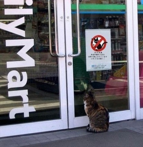 ウケた画像w：コメント2391