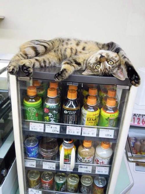 ウケた画像w：コメント2326