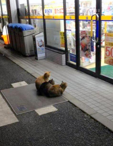 ウケた画像w：コメント2415