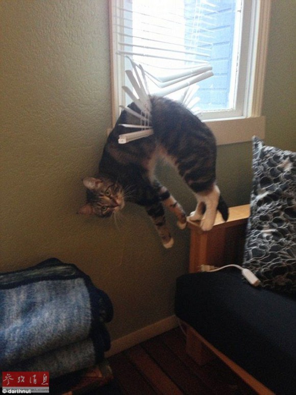 ウケた画像w：コメント2456