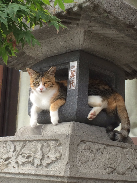 ウケた画像w：コメント2463