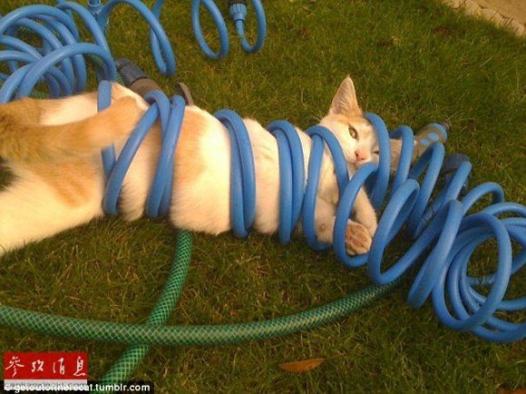 ウケた画像w：コメント2453