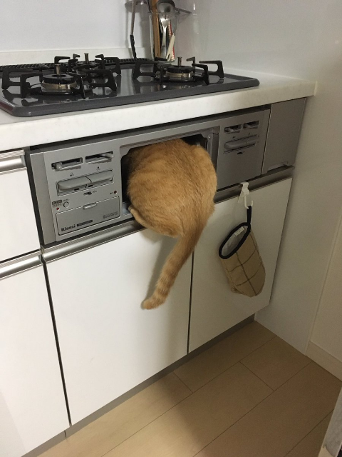 ウケた画像w：コメント2482