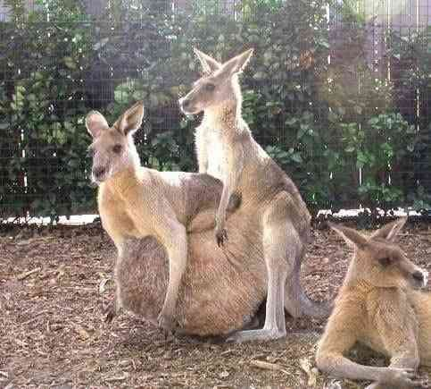 ウケた画像w：コメント2488