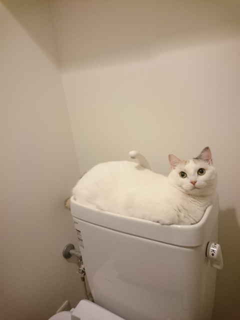 ウケた画像w：コメント2483