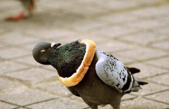 ウケた画像w：コメント2600