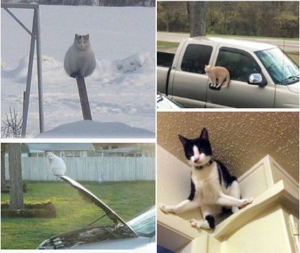 ウケた画像w：コメント2510