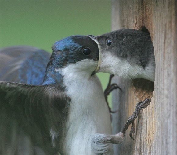 ウケた画像w：コメント2619