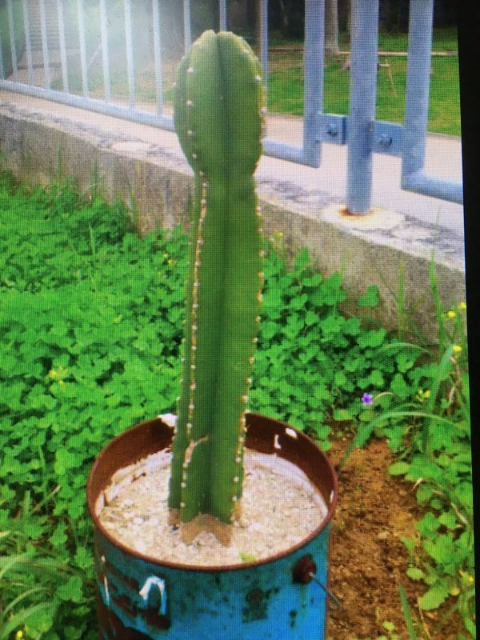 ウケた画像w：コメント2595