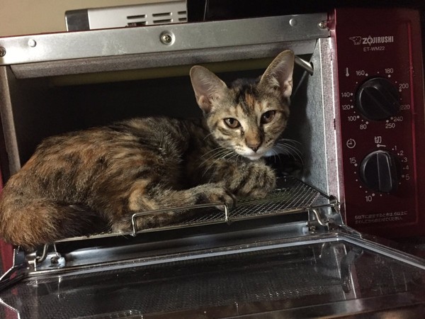 ウケた画像w：コメント2534